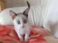 Nala