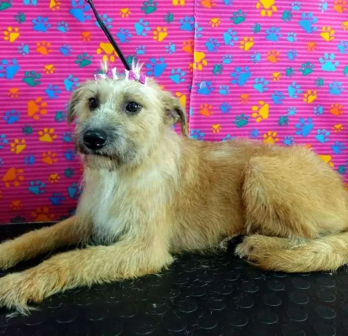 Cachorro raça SRD idade 2 anos nome Fêmea Tati Leiria
