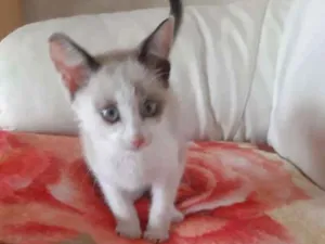 Gato raça Sem Raça  idade 2 a 6 meses nome Nala