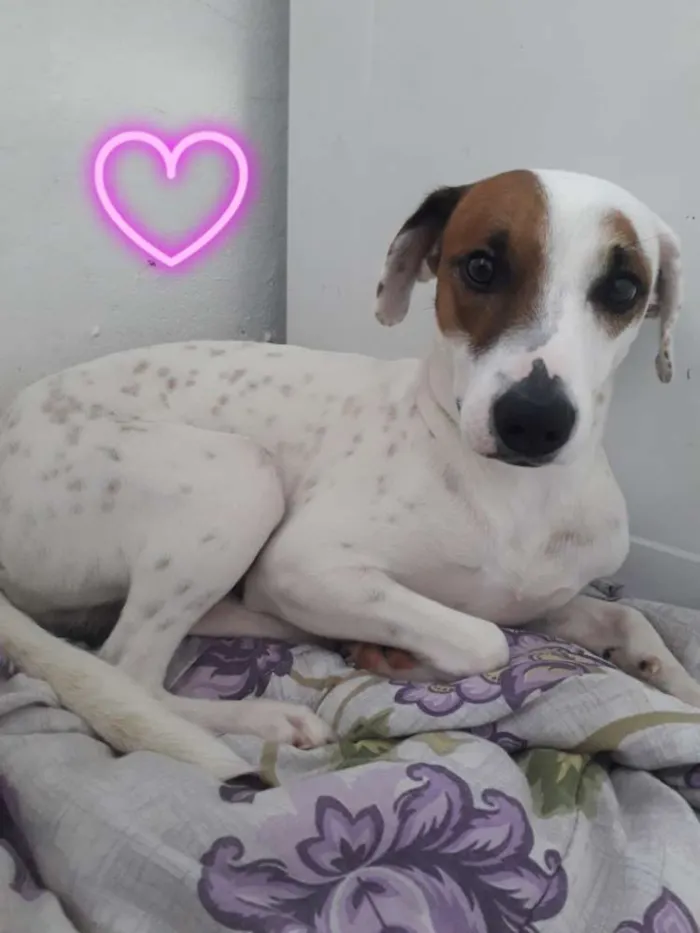 Cachorro ra a Viralatinha  idade 1 ano nome Toddy