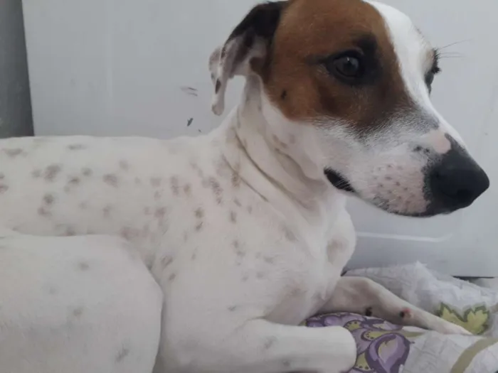 Cachorro ra a Viralatinha  idade 1 ano nome Toddy