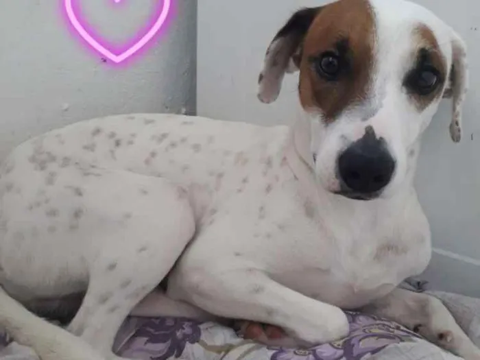 Cachorro ra a Viralatinha  idade 1 ano nome Toddy