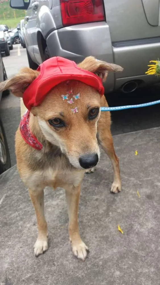 Cachorro ra a Não definida idade 1 ano nome Flor