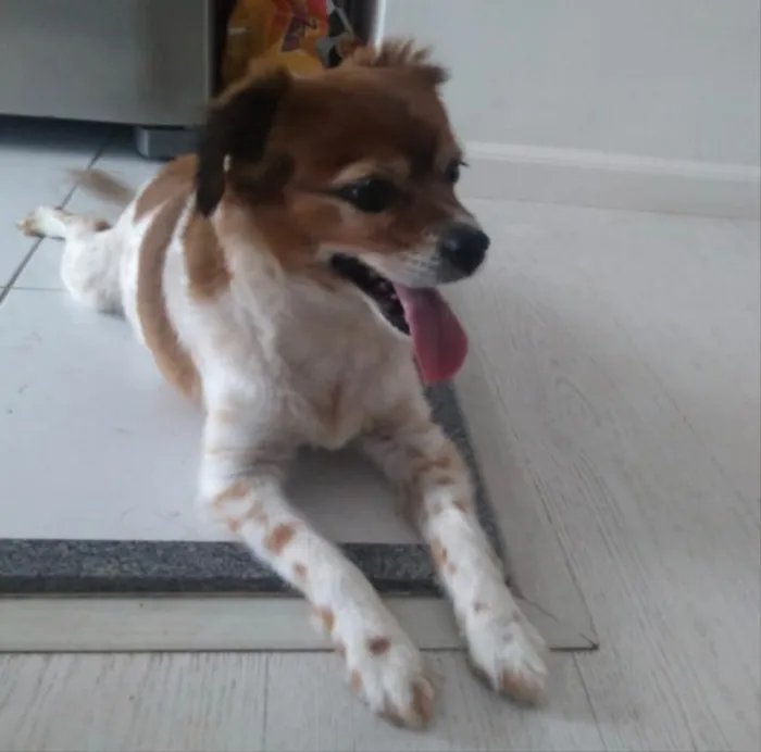 Cachorro raça Srd  idade 3 anos nome Luke lindo e fofo 