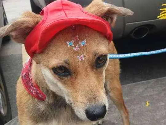 Cachorro ra a Não definida idade 1 ano nome Flor