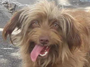 Cachorro raça Não definida  idade 1 ano nome Hebe