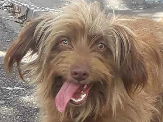 Cachorro ra a Não definida  idade 1 ano nome Hebe