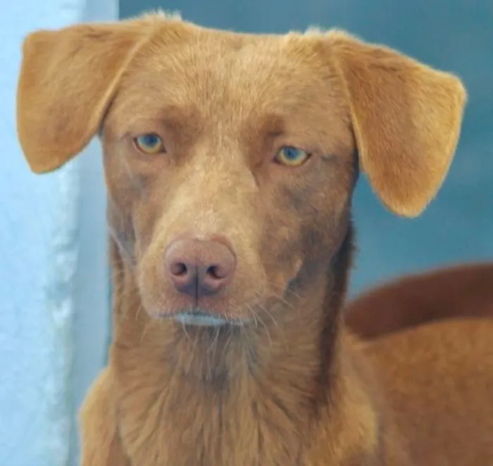 Cachorro ra a  idade 2 anos nome Bionda Pequena