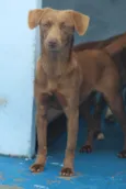 Bionda Pequena