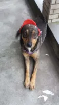 Docinho