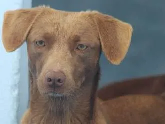 Cachorro ra a  idade 2 anos nome Bionda Pequena