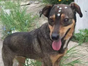 Cachorro raça Não definida idade 1 ano nome Docinho