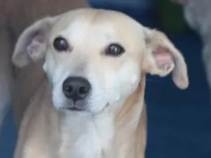 Cachorro raça  idade 2 anos nome Bony
