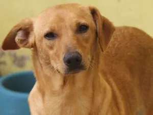 Cachorro raça  idade 2 anos nome Dafne