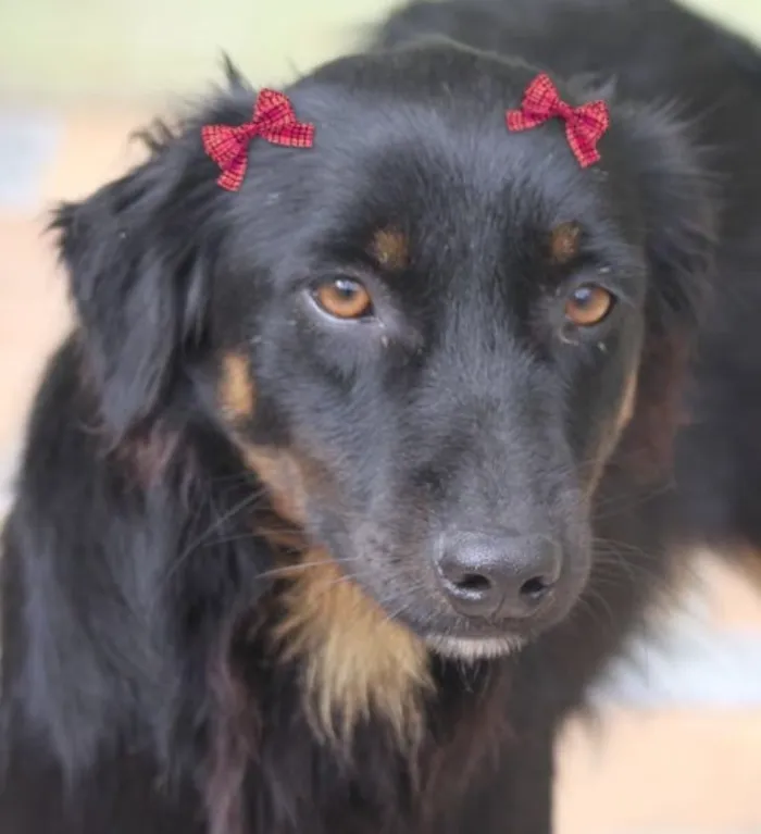 Cachorro ra a  idade 2 anos nome Debby