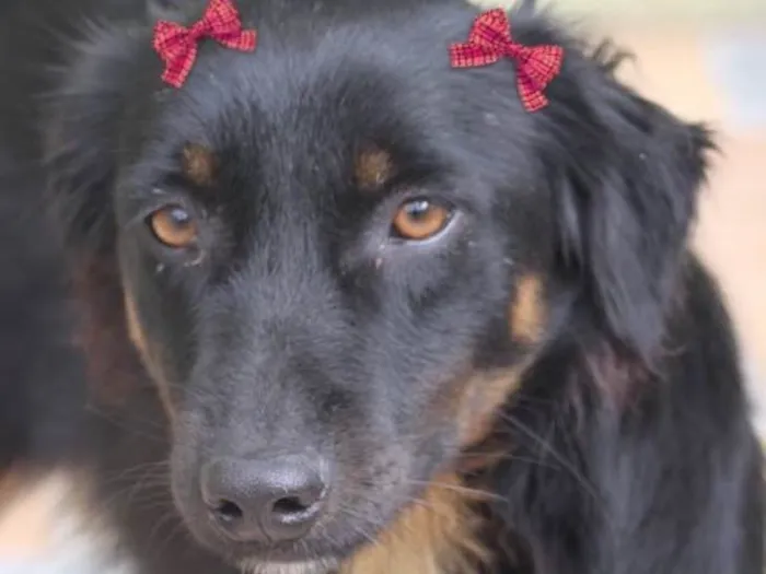 Cachorro ra a  idade 2 anos nome Debby