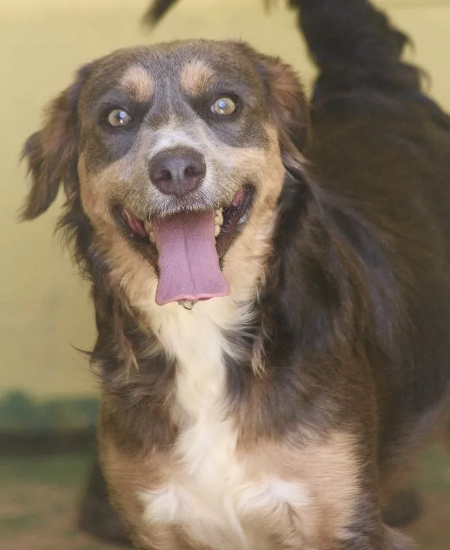 Cachorro ra a  idade 1 ano nome Cauê Filhote