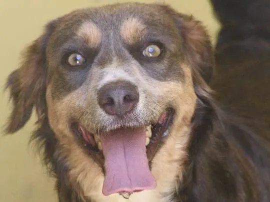 Cachorro ra a  idade 1 ano nome Cauê Filhote