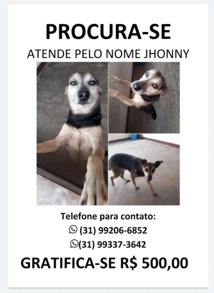 Cachorro ra a Vira Lata idade 6 ou mais anos nome Jonny 