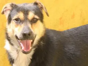Cachorro raça  idade 1 ano nome Samuca Filhote