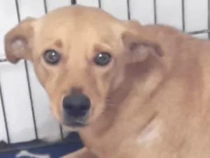 Cachorro raça  idade 1 ano nome Chico Filhote