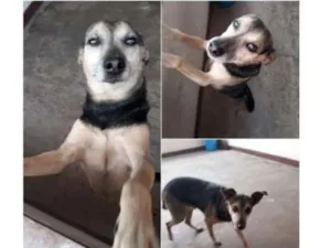 Cachorro raça Vira Lata idade 6 ou mais anos nome Jonny 