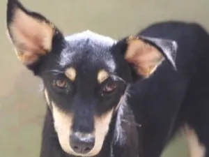 Cachorro raça  idade 1 ano nome Monica Filhote