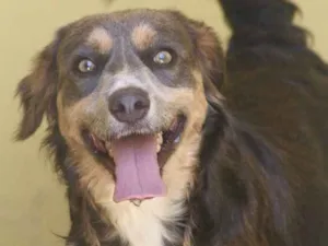 Cachorro raça  idade 1 ano nome Cauê Filhote
