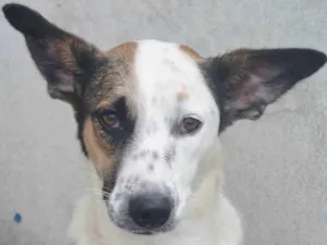 Cachorro raça  idade 2 anos nome Dolly