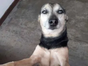 Cachorro raça Vira Lata idade 6 ou mais anos nome Jonny 