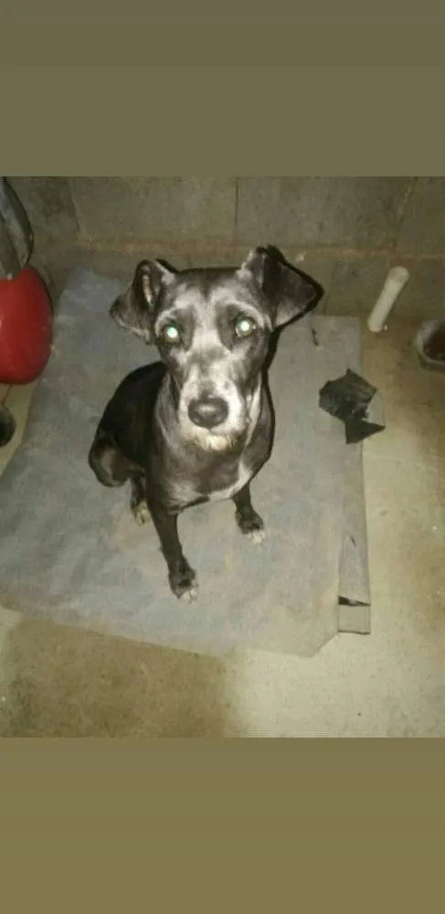 Cachorro ra a SRD idade 3 anos nome Bene