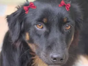 Cachorro raça  idade 2 anos nome Debby