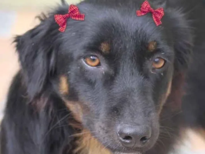 Cachorro ra a  idade 2 anos nome Debby