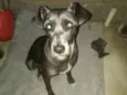 Bene