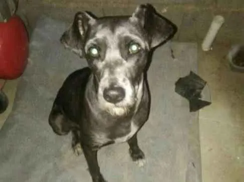 Cachorro ra a SRD idade 3 anos nome Bene