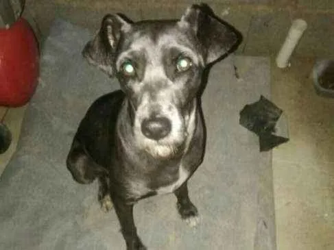 Cachorro ra a SRD idade 3 anos nome Bene