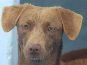 Cachorro ra a  idade 2 anos nome Bionda Pequena
