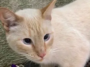 Gato raça Siames red point  idade 1 ano nome Pepe siamês redpoint
