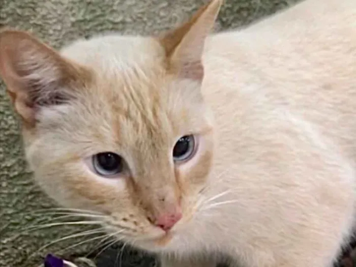 Gato ra a Siames red point  idade 1 ano nome Pepe siamês redpoint