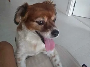 Cachorro raça Srd  idade 3 anos nome Luke lindo e fofo 