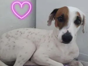 Cachorro raça Viralatinha  idade 1 ano nome Toddy