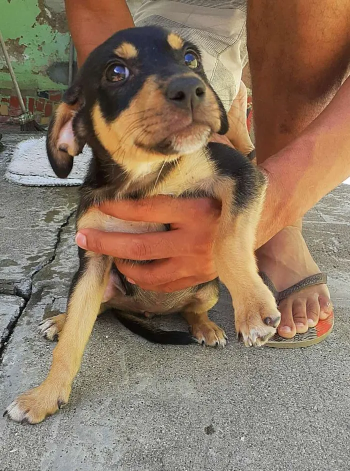 Cachorro ra a Vira lata idade 2 a 6 meses nome Não tem nome