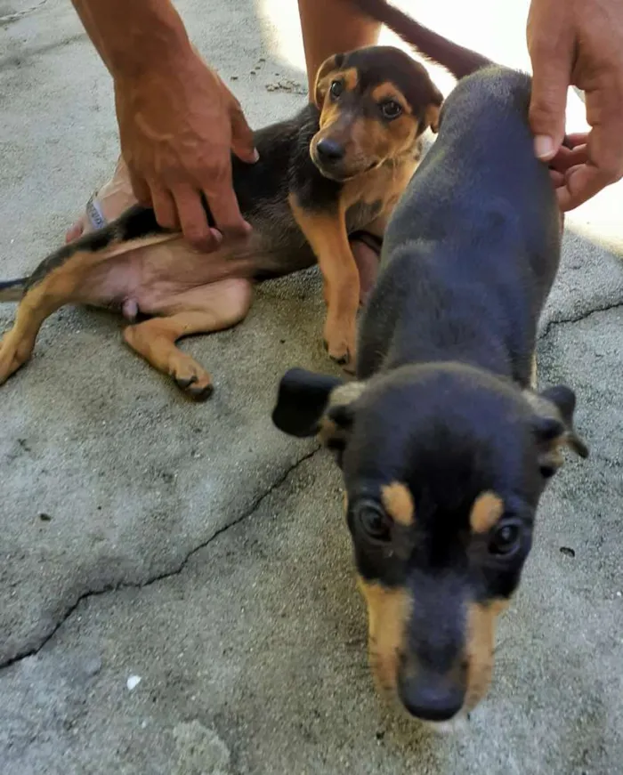 Cachorro ra a Vira lata idade 2 a 6 meses nome Não tem nome