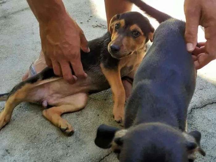 Cachorro ra a Vira lata idade 2 a 6 meses nome Não tem nome