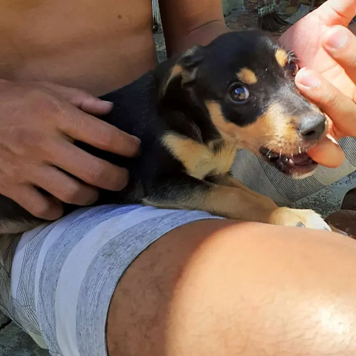 Cachorro ra a Vira lata idade 2 a 6 meses nome Não tem nome