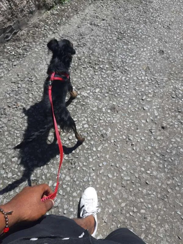 Cachorro ra a SRD idade 1 ano nome Luna