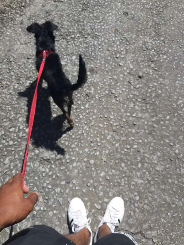 Cachorro ra a SRD idade 1 ano nome Luna
