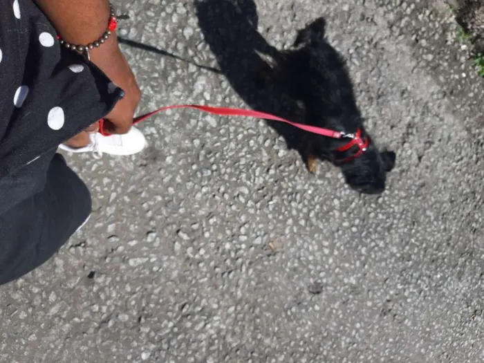 Cachorro ra a SRD idade 1 ano nome Luna