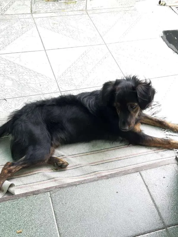 Cachorro ra a SRD idade 1 ano nome Luna