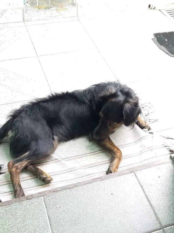 Cachorro ra a SRD idade 1 ano nome Luna
